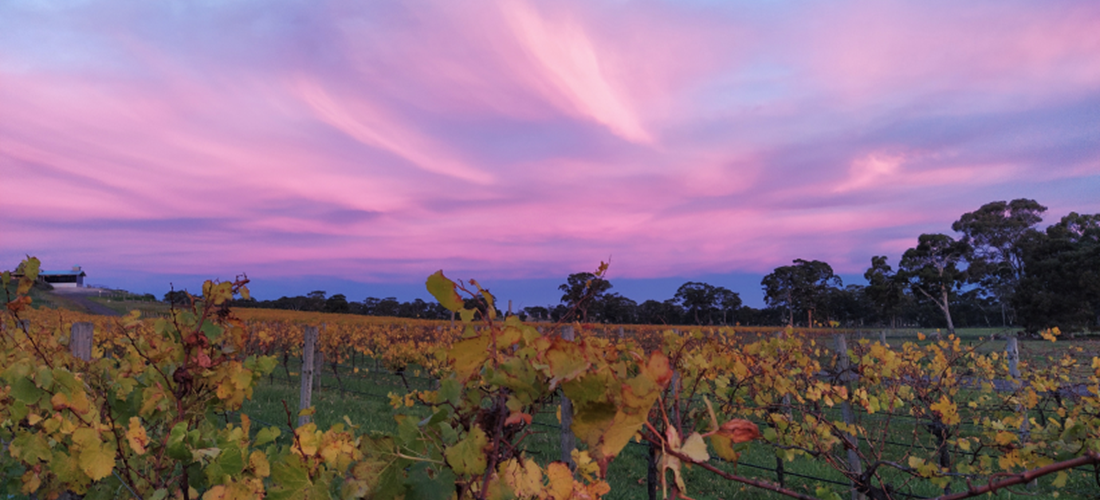 Del Rios vineyard sunset